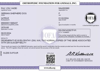 Paxou Certificat OFA Degenerative Myelopathy