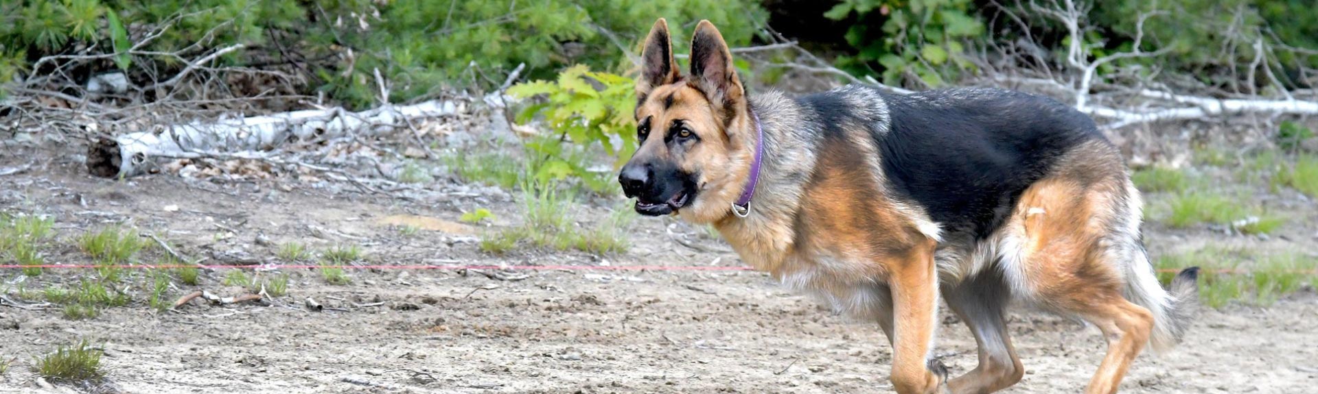 Iona - La Source Noire