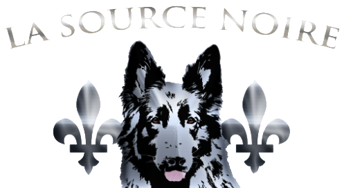 Élevage Erazzo Terrier du Nord