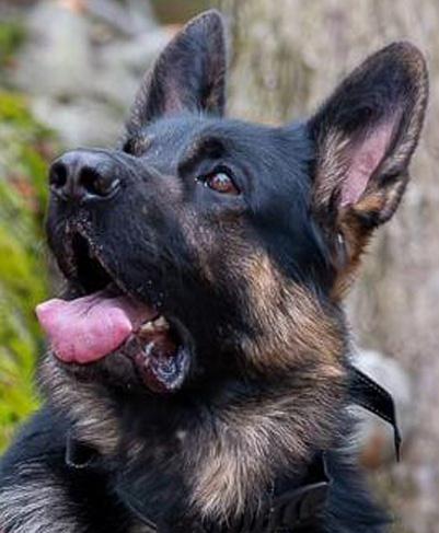 Morris - La Source Noire