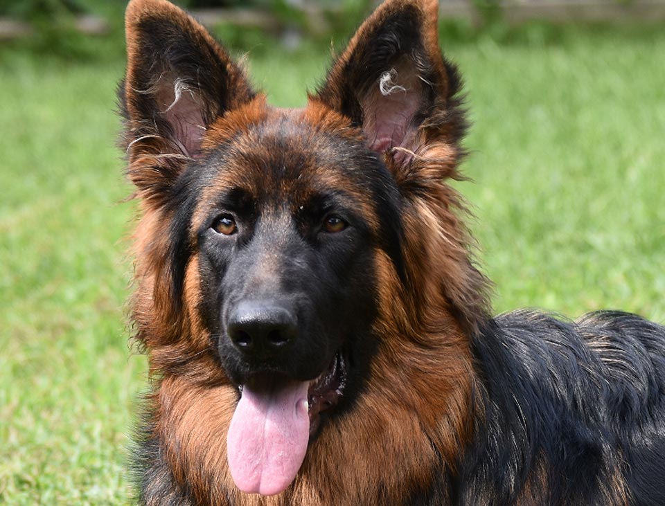 Paxou - La Source Noire