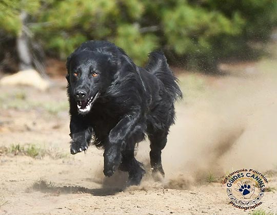 Sprinter - La Source Noire