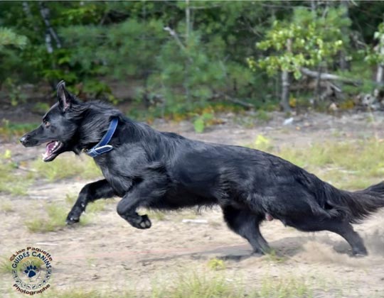 Sprinter - La Source Noire