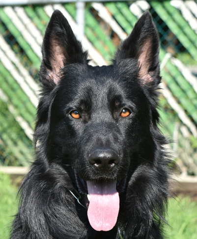 Saturne de Starke Wolfe (Titan) - La Source Noire