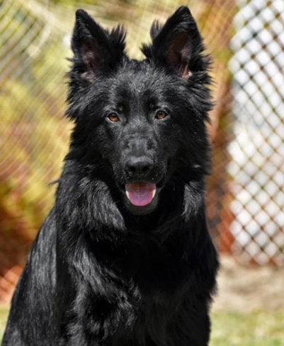 Saturne de Starke Wolfe (Titan) - La Source Noire