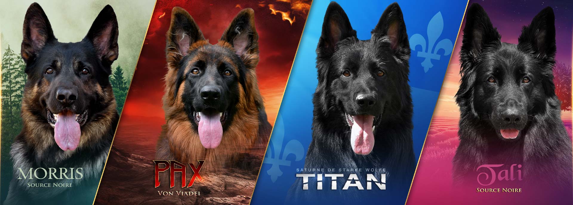 Élevage de bergers allemands - La Source Noire