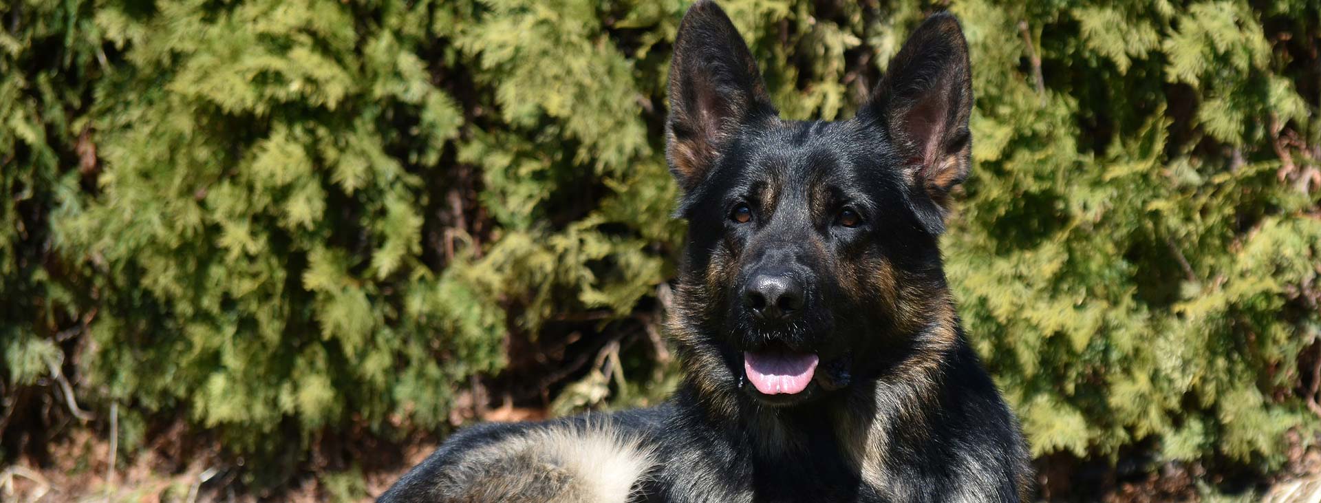 Morris - La Source Noire