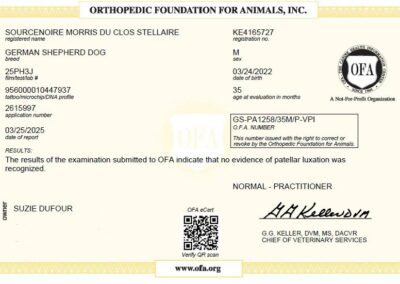 Morris Certificat OFA Patellar Luxation 2025